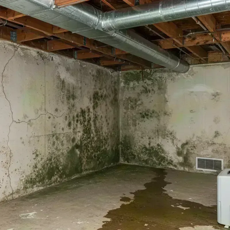 Professional Mold Removal in Frazeysburg, OH